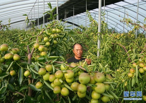 河北黃驊 錯季冬棗種植開辟增收新路徑