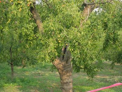 黃驊600年樹齡昭福古冬棗樹——黃驊冬棗節采風